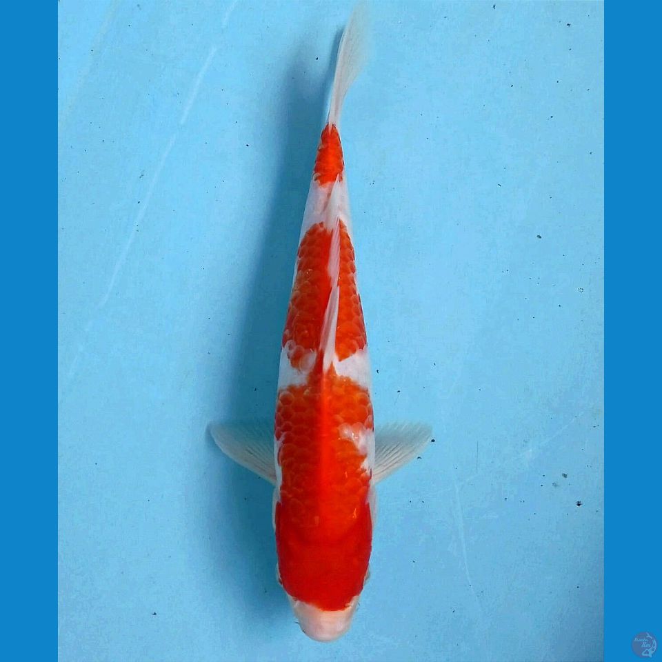 kohaku, 26 cm