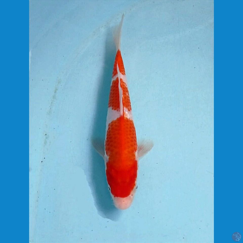 kohaku, 18 cm