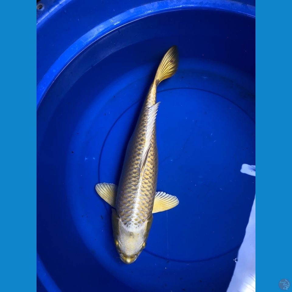 mukashi Gold 43cm