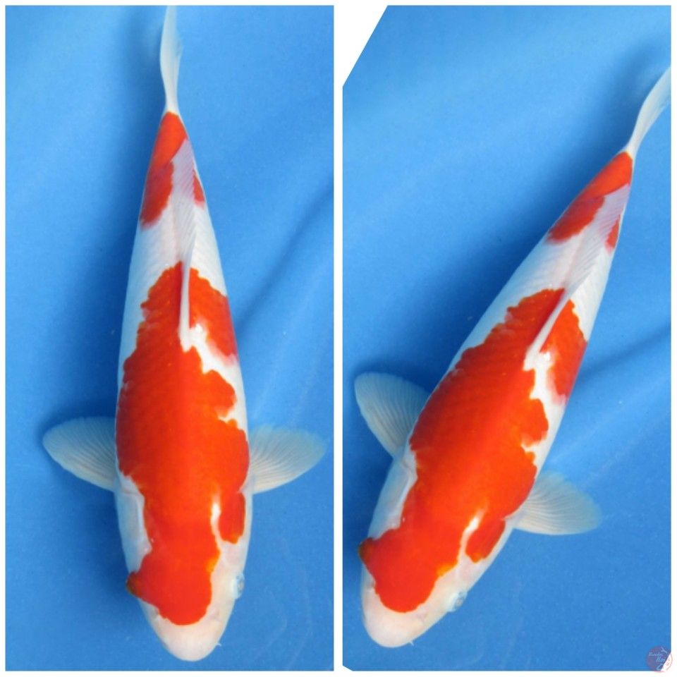 34cm , Red Tosai Kohaku - Prospek Jumbo