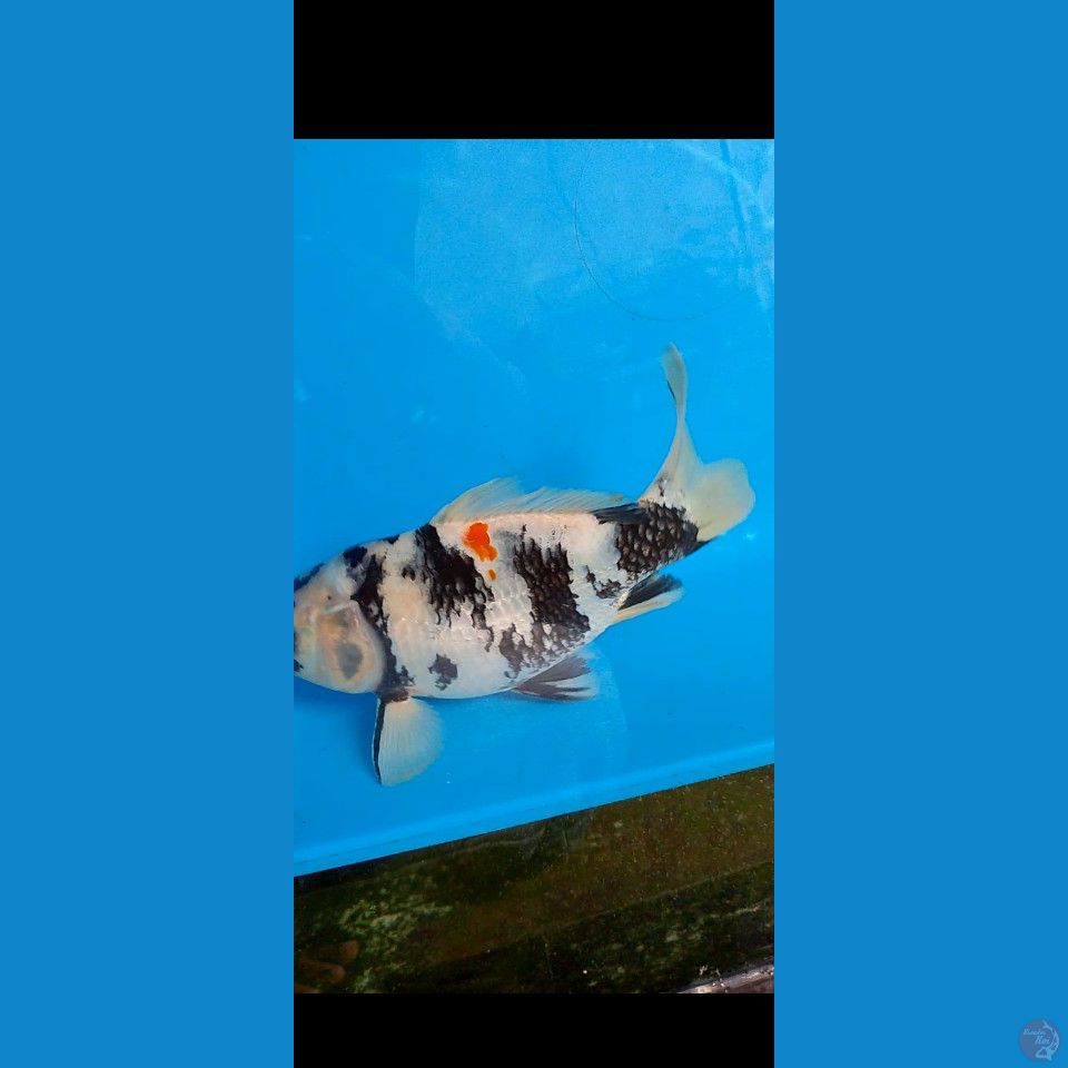short tail koi sangke 25 cm male