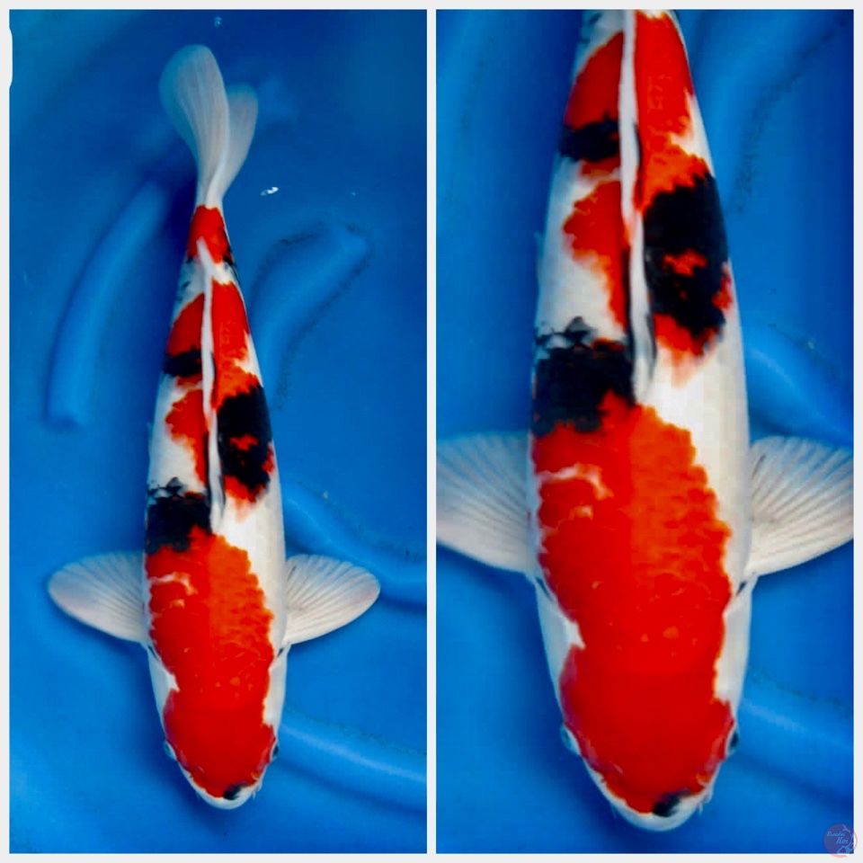 Showa super jumbo male 55cm 