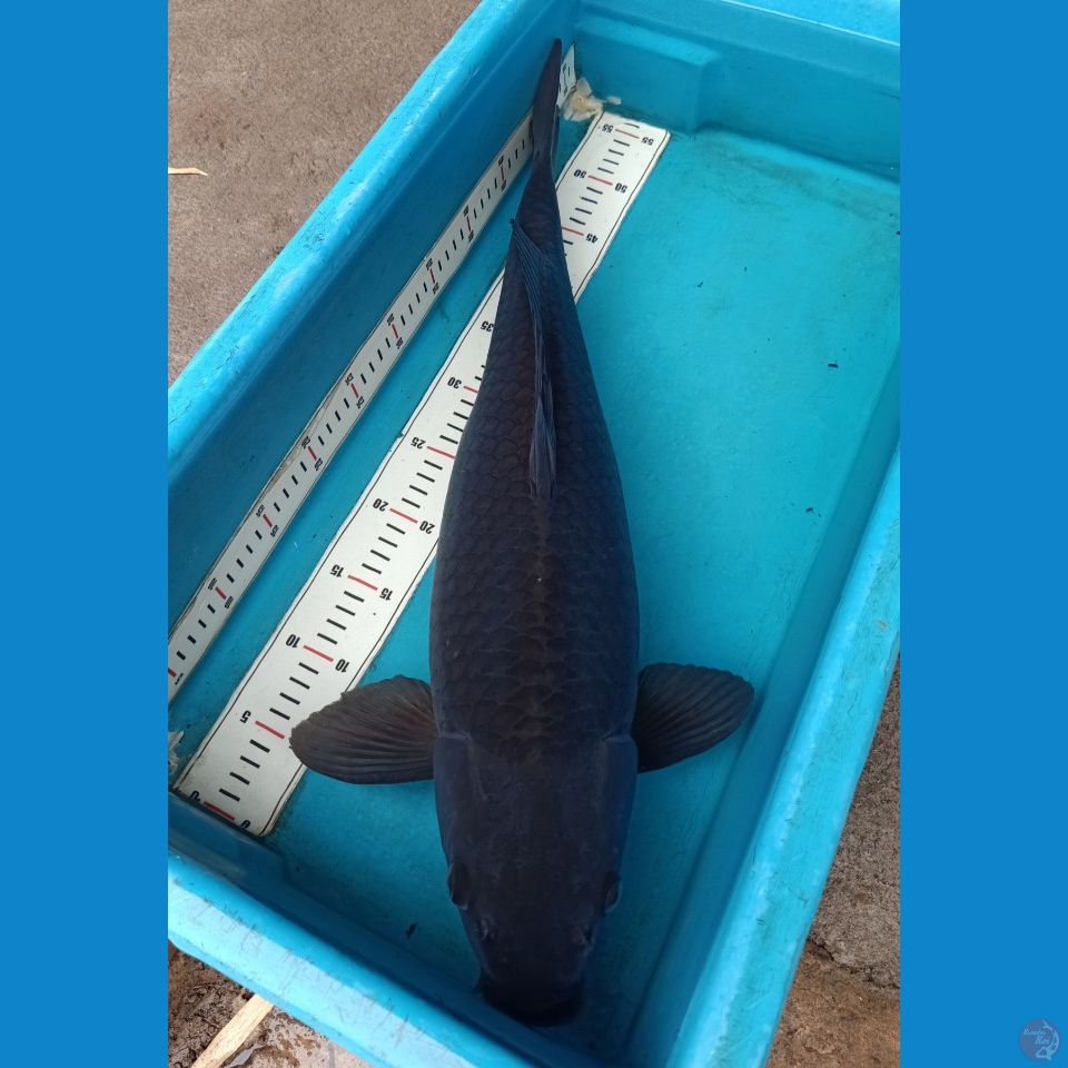 KARASU 60BU(57cm)