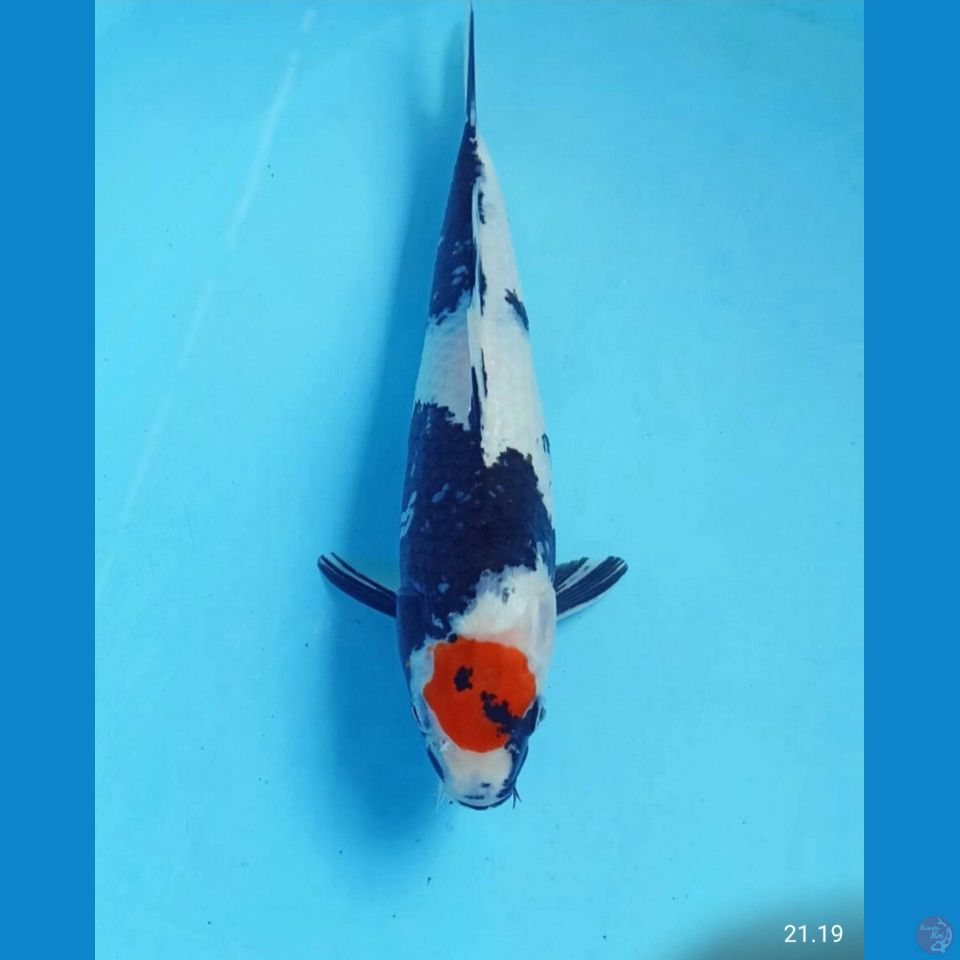 Tc showa 29cm