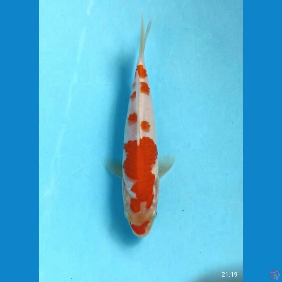 Kohaku 18cm
