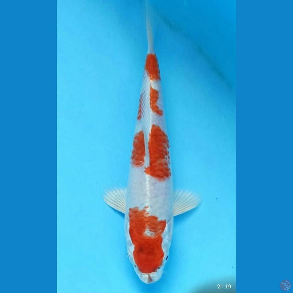 Sakura ogon 19cm