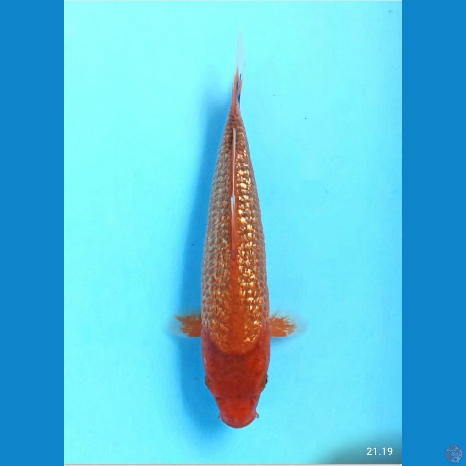 Karamel ginrin 22cm
