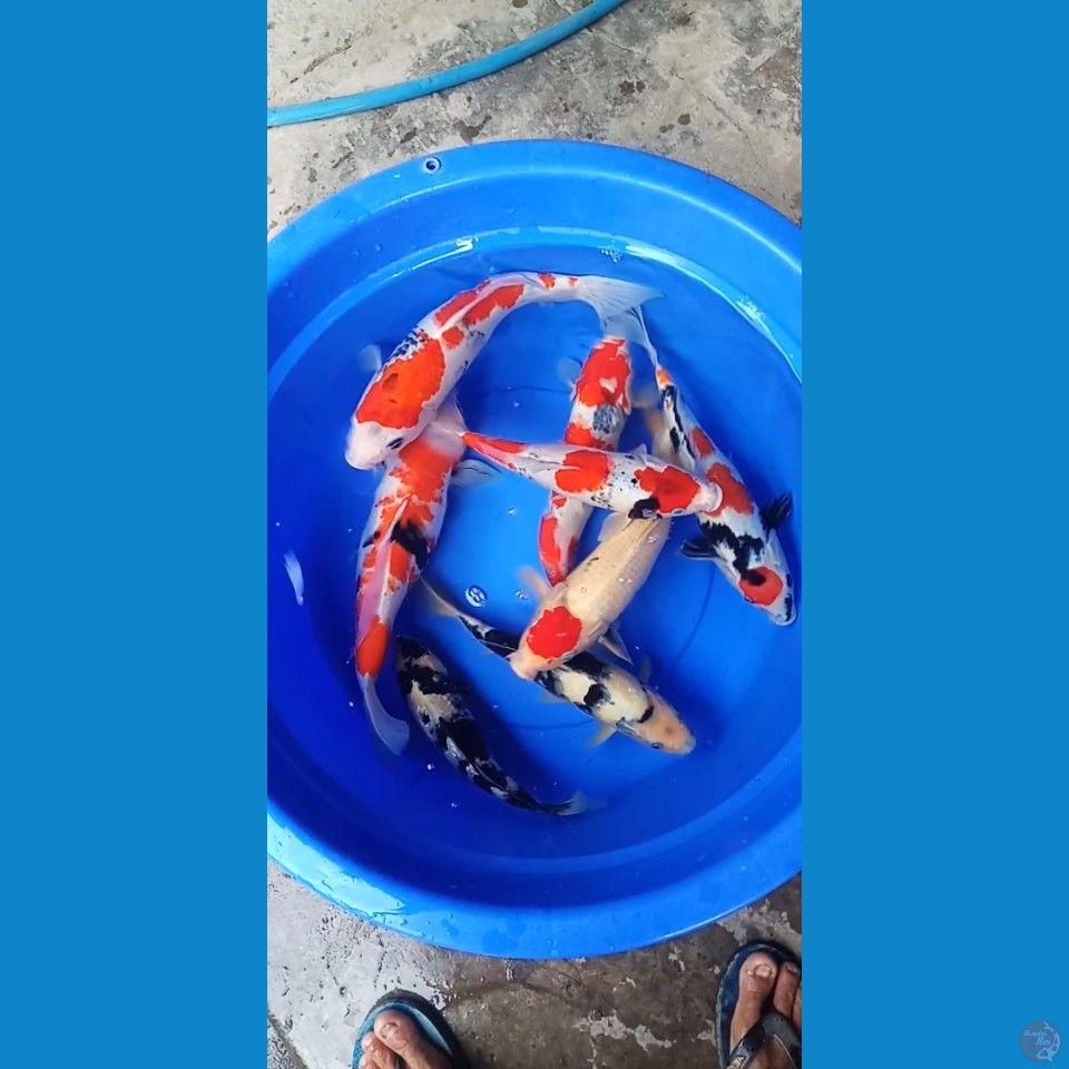 mix 8ekor 30,33,38cm