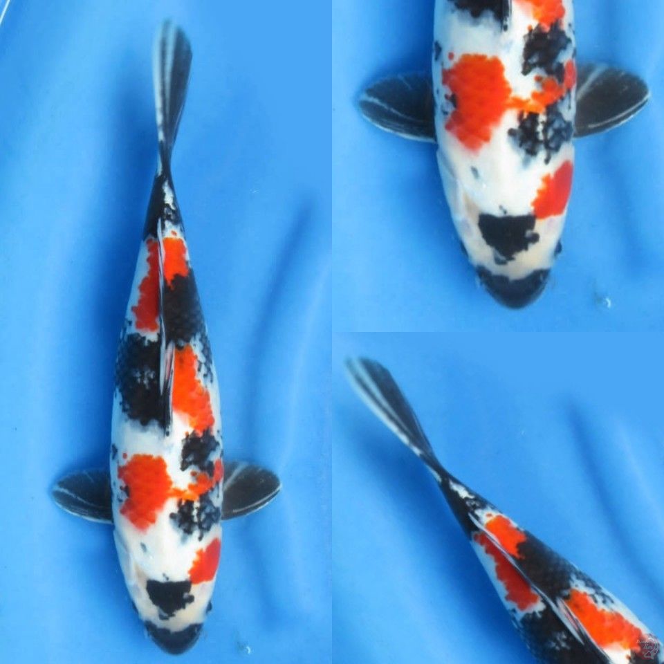 34cm, Red Showa