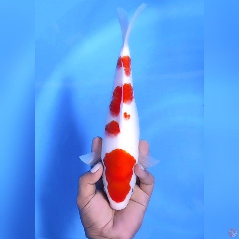 KOHAKU ISTIMEWA # 38CM - F