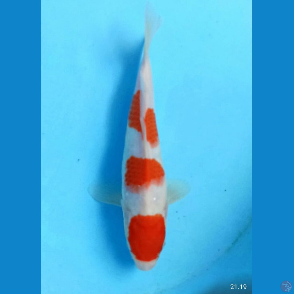 Kohaku 22cm