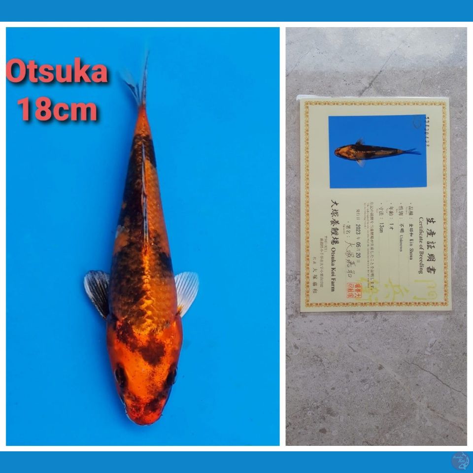 OTSUKA KIN SHOWA 18CM SERTI