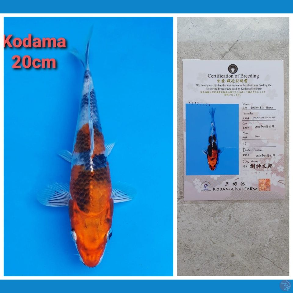 KODAMA KIN SHOWA 20CM SERTI