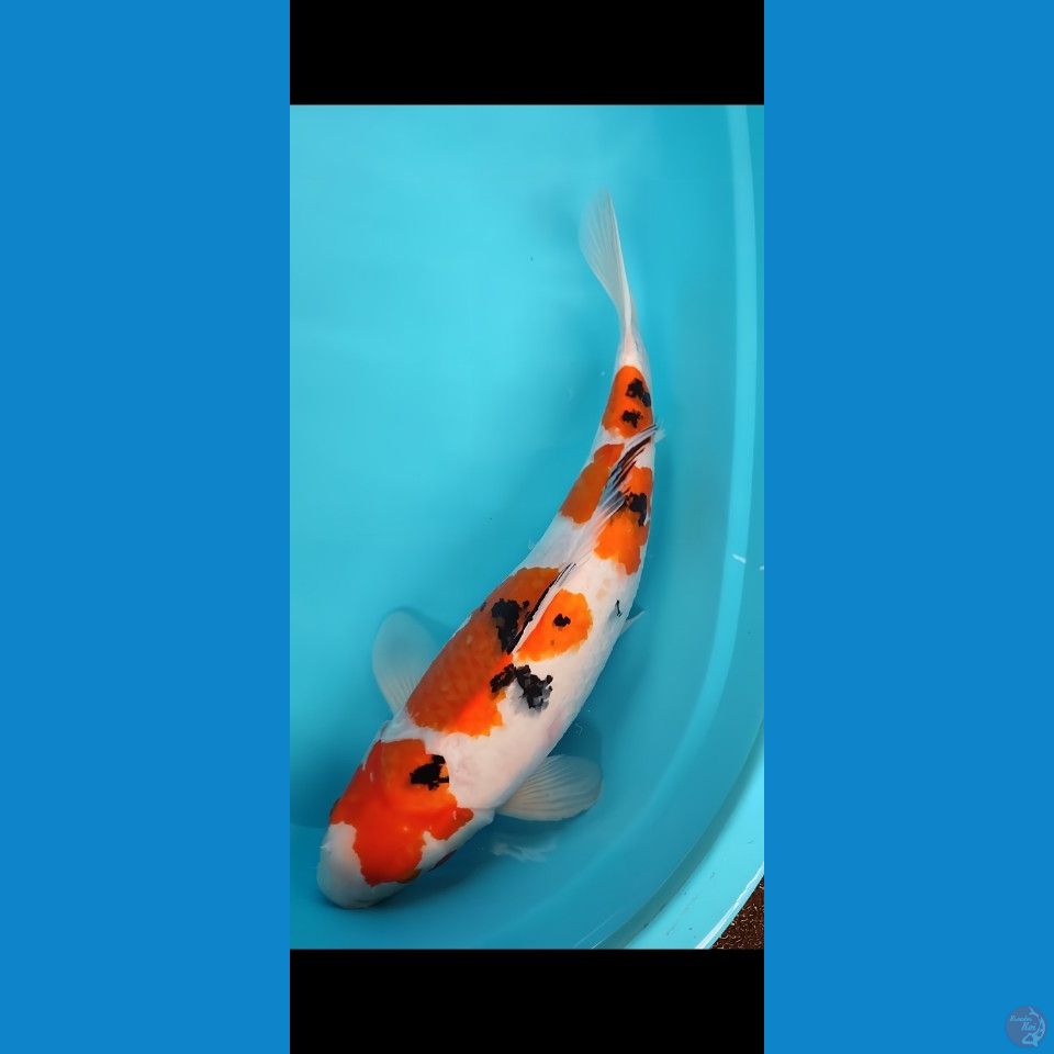 Sanke 50 cm body bulky