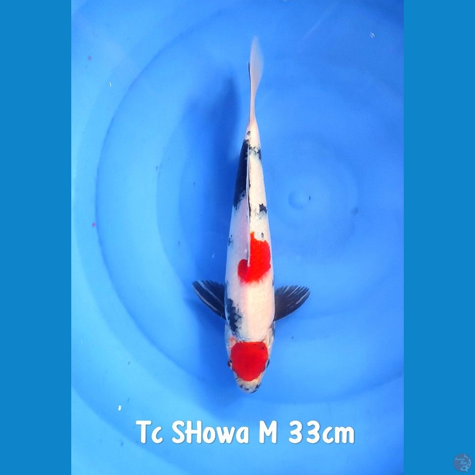 Tc Showa M 33cm