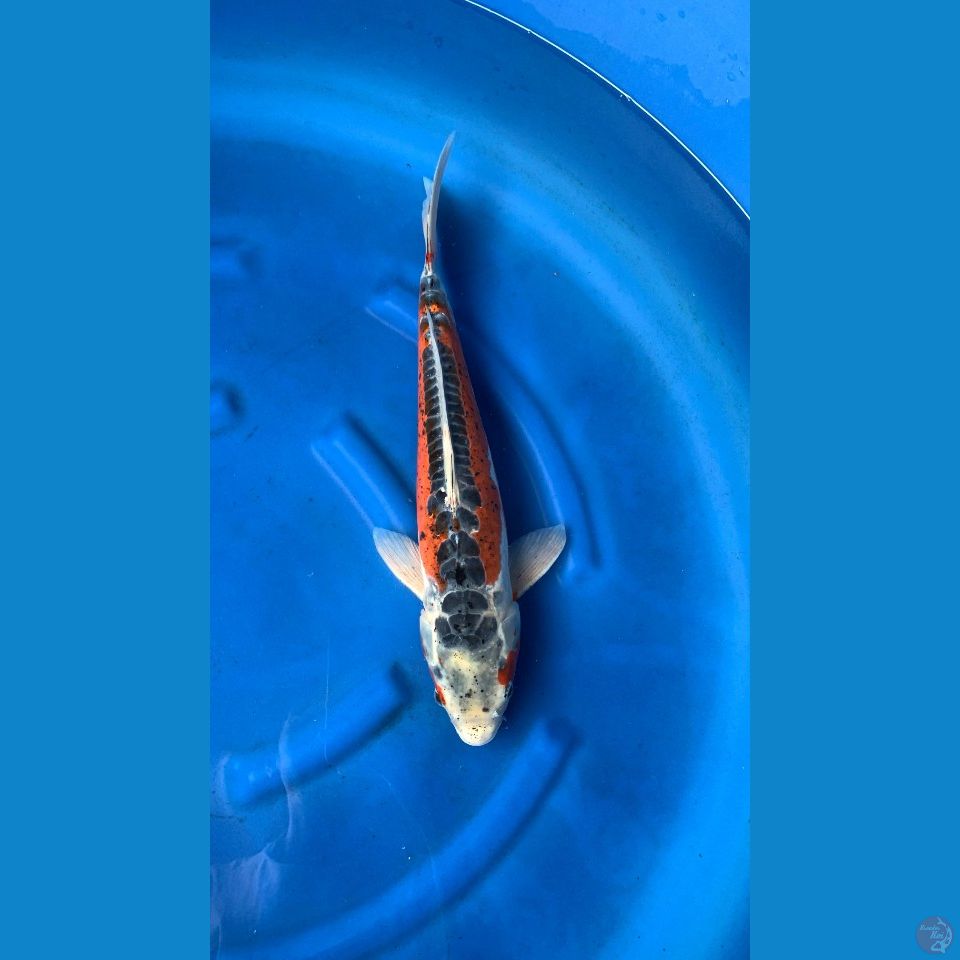 Shusui 45 Cm