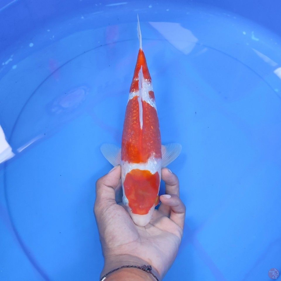 KOHAKU GINRIN - male 30cm original