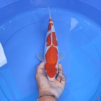 KOHAKU -  female 34cm 