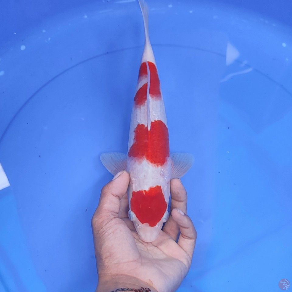 KOHAKU - male 30cm 