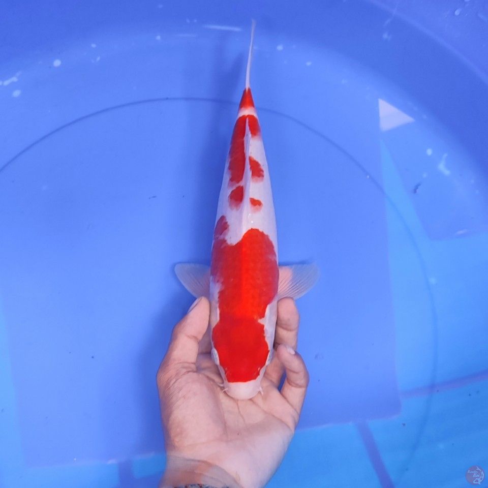 KOHAKU -  male 33cm 