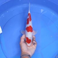 KOHAKU - male 31cm