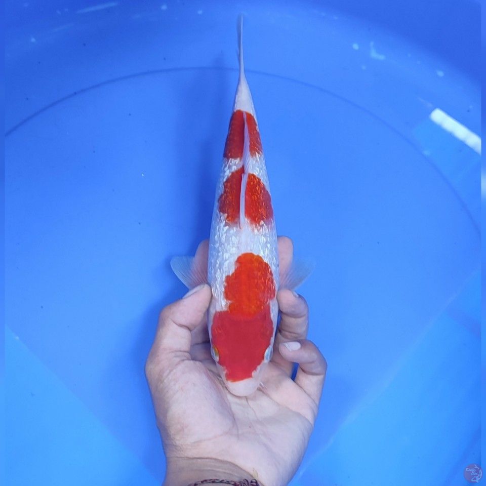 KOHAKU GINRIN -  29cm