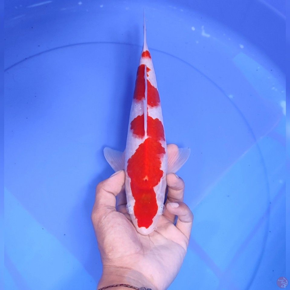 KOHAKU - male  28CM 