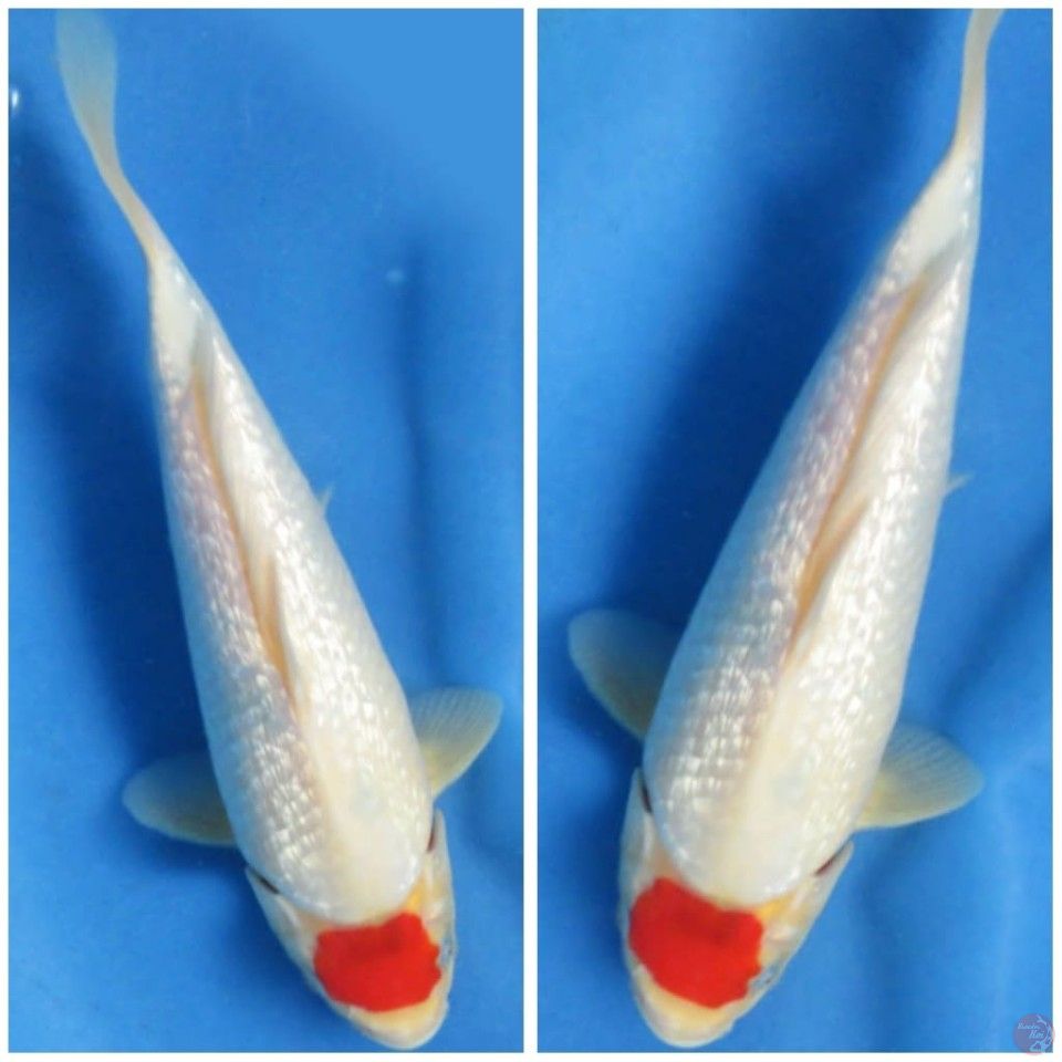 25cm , Tancho Showa Ginrin Tategoi