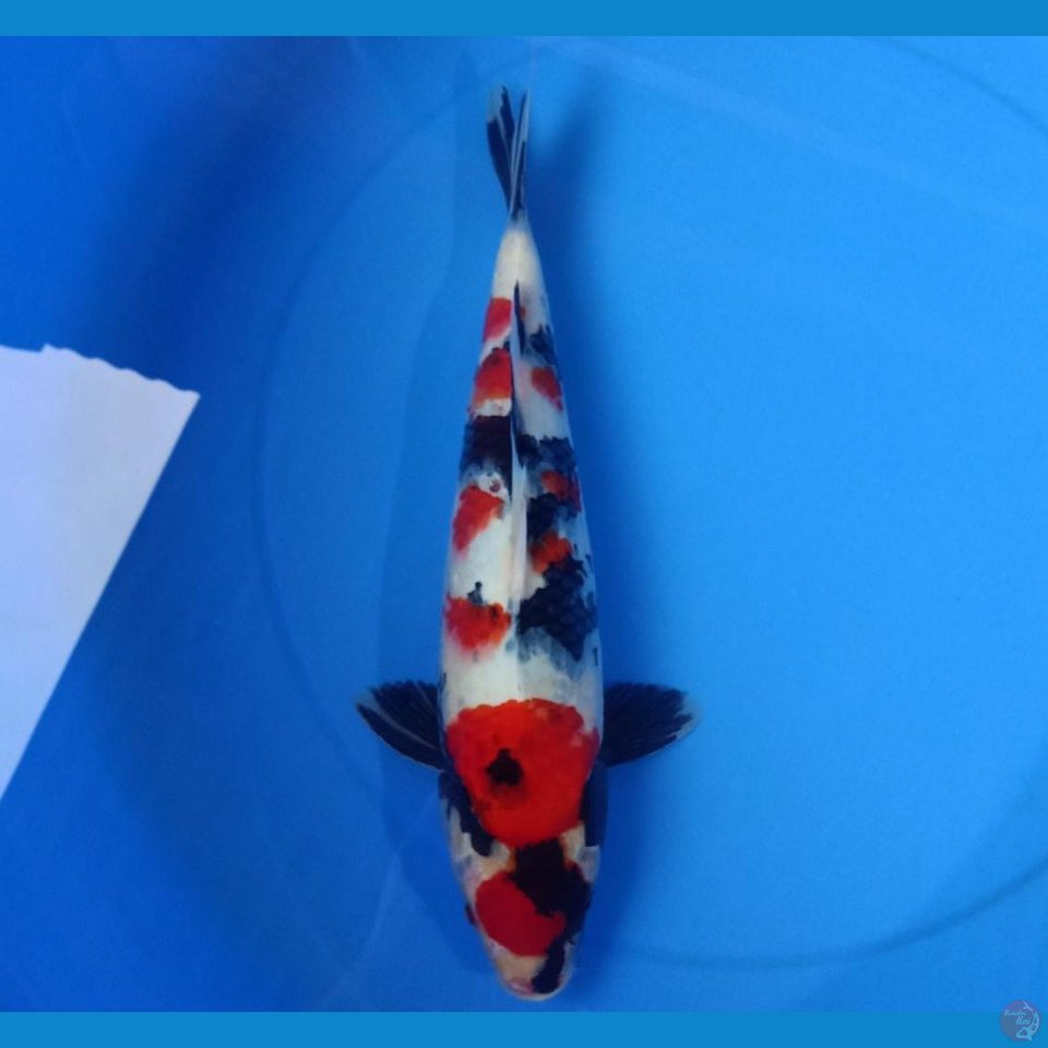 showa 38cm