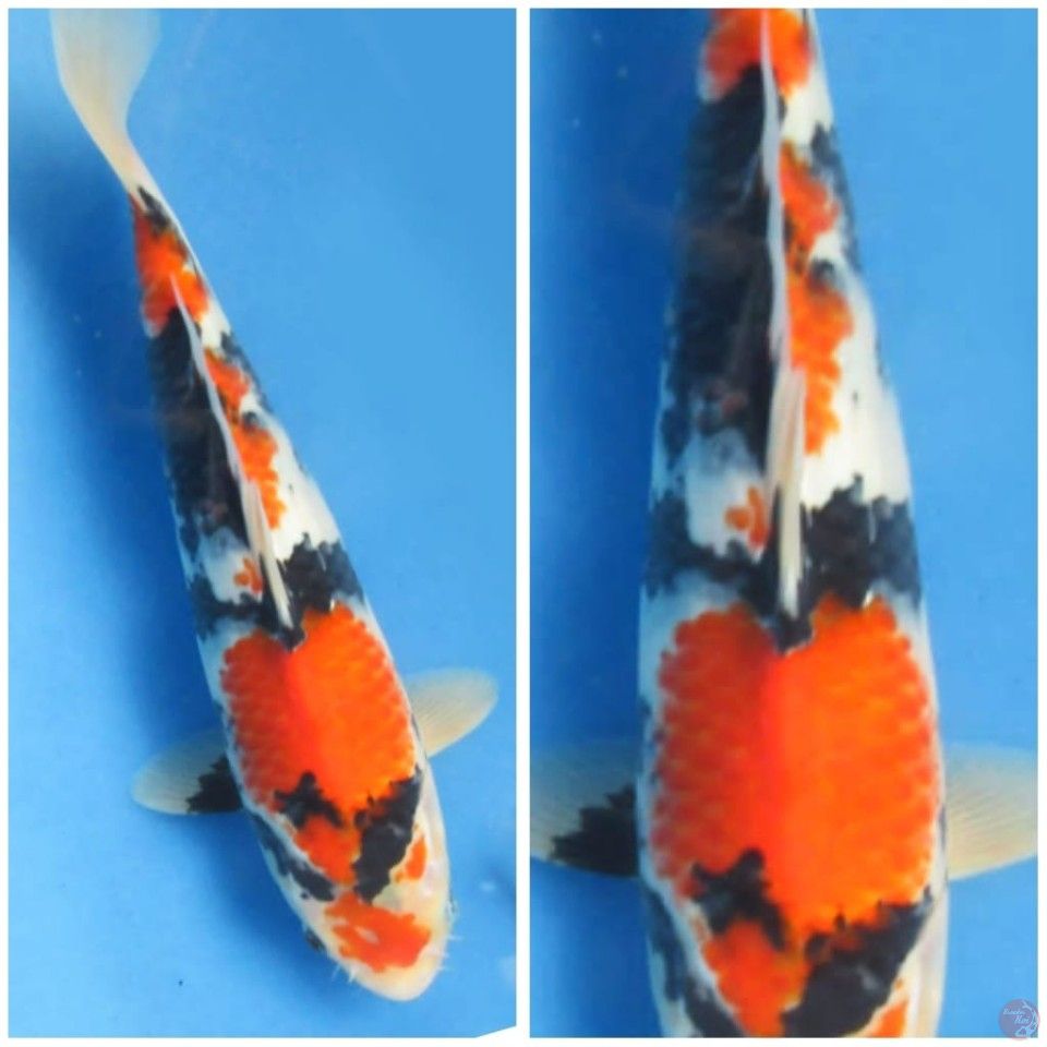 28cm , Showa Halus Tategoi