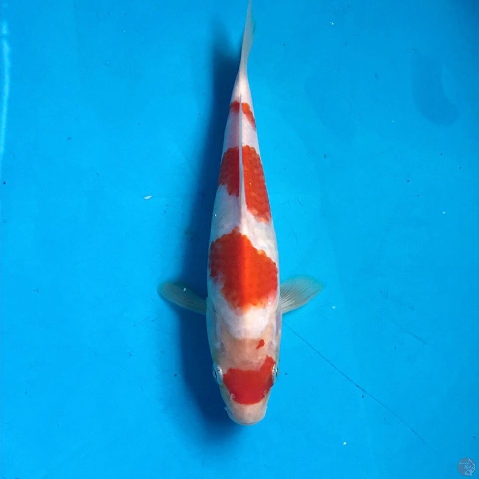 kohaku 20cm