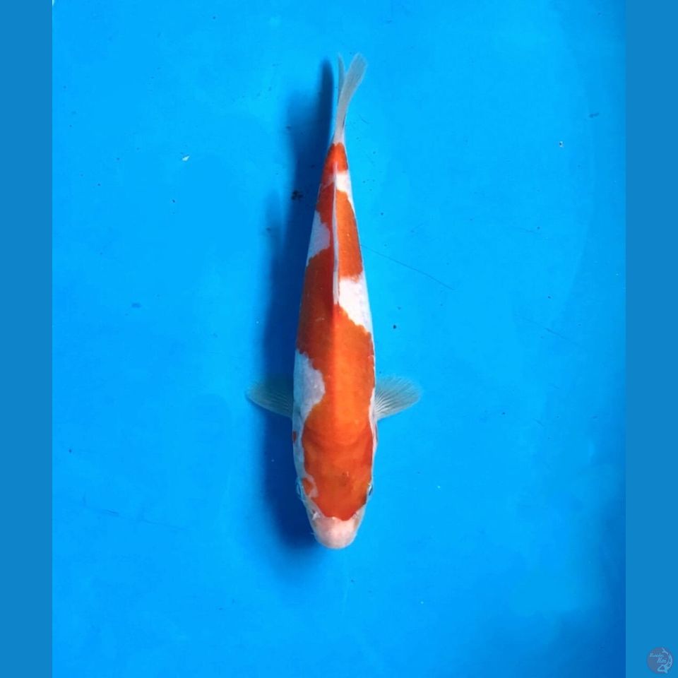 kohaku inazuma 20cm