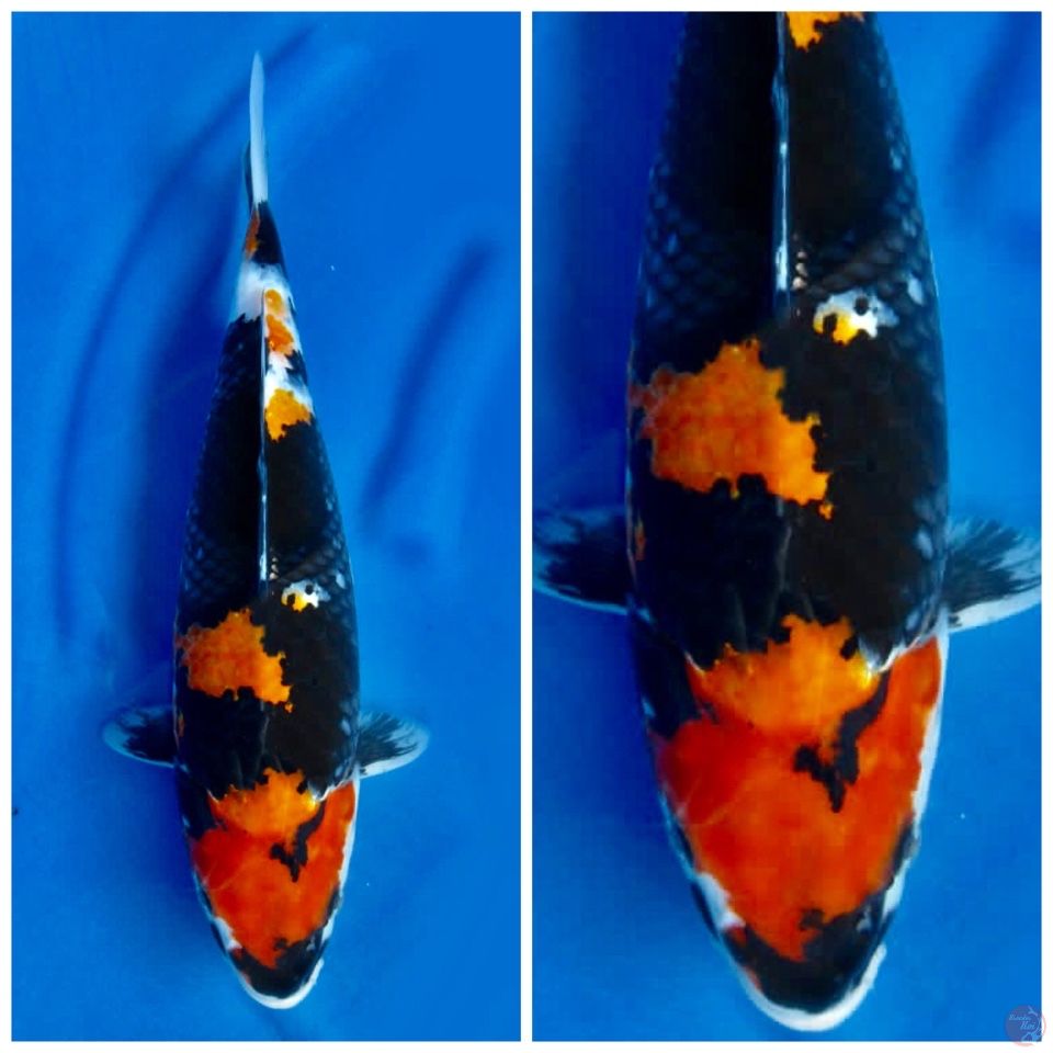 Showa Black 37cm female