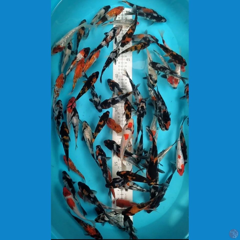 Showa mix Ginrin 12-16cm.70ekor