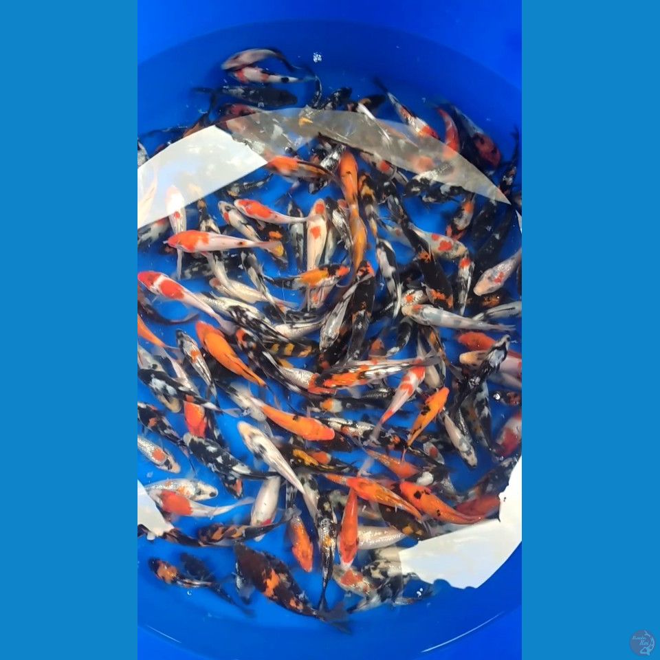 Showa mix ginrin 10-15cm 180ekor