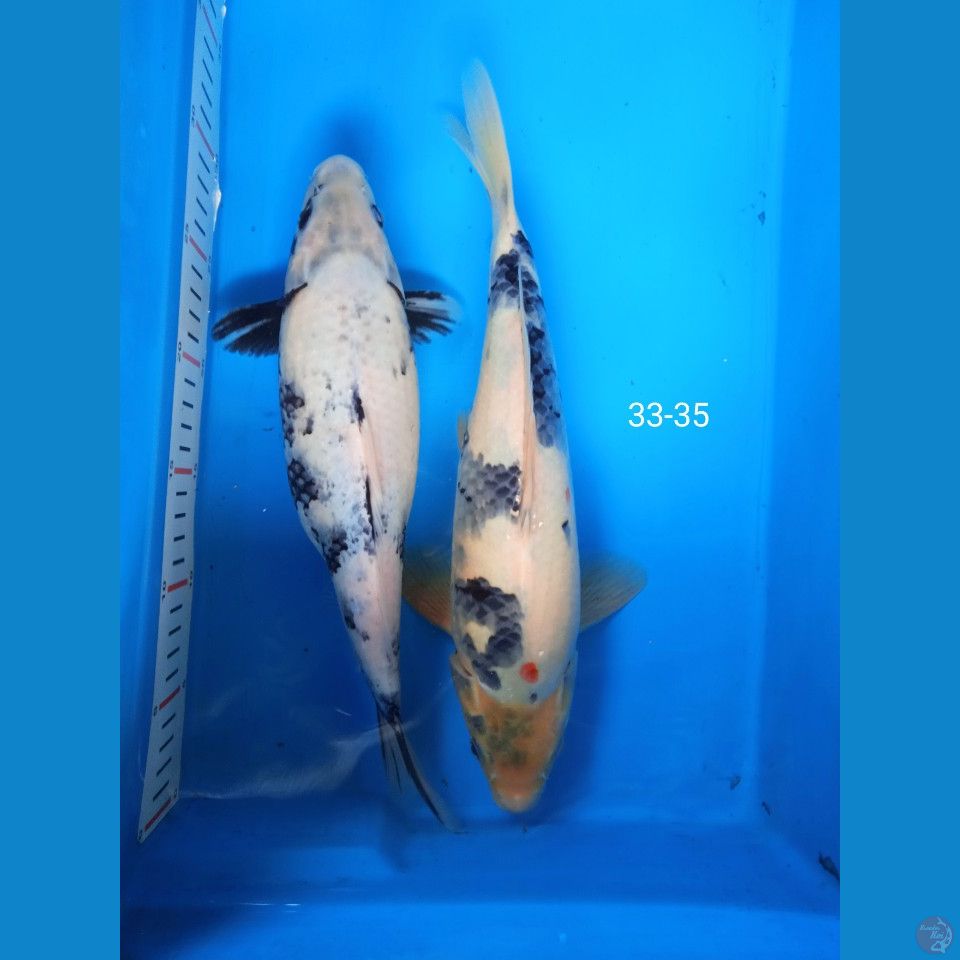 showa shiro tategoi 33-35cm