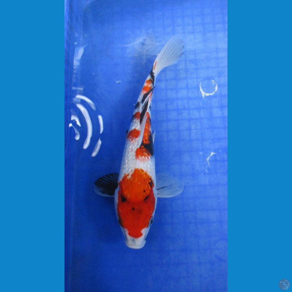 ginrin showa ±30cm