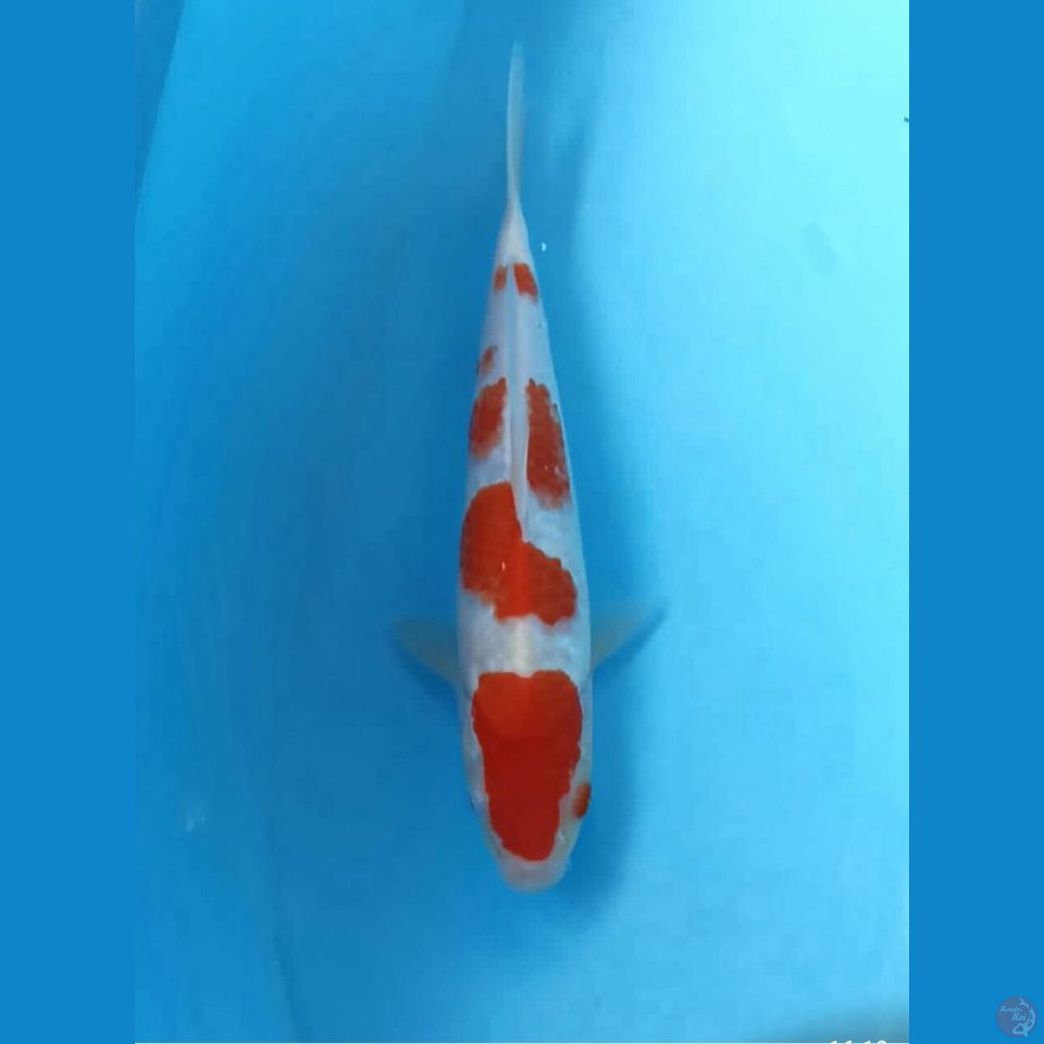 Kohaku 22cm