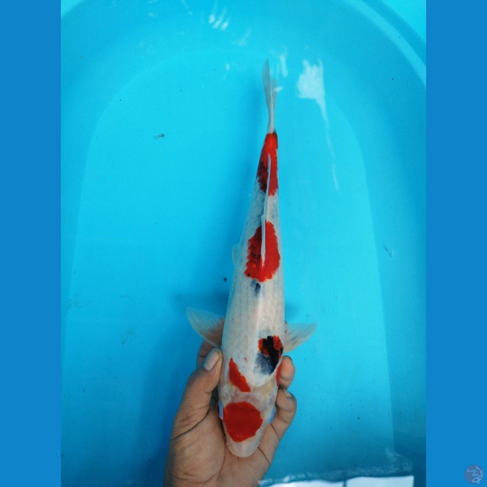 MARUTEN SHOWA TATE F 42CM