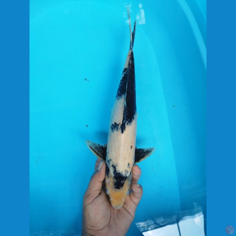 SHIRO 40CM JANTAN