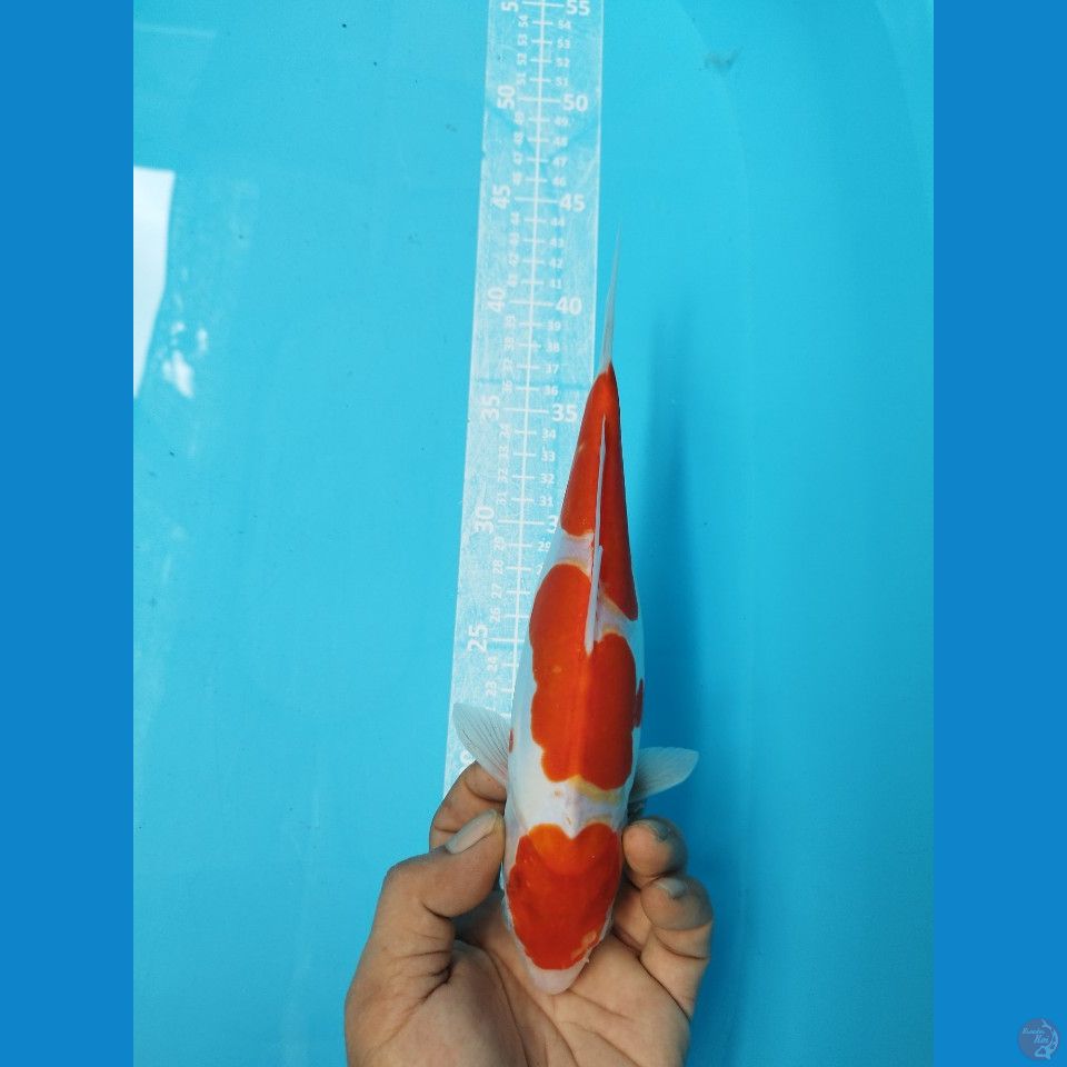 KOHAKU DOITSU F25CM
