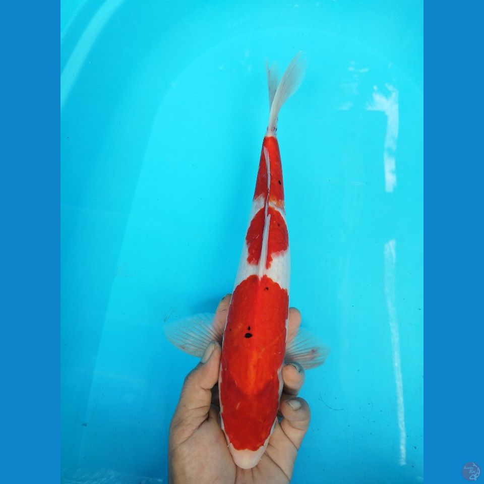 SANKE SIZE 37CM JANTAN