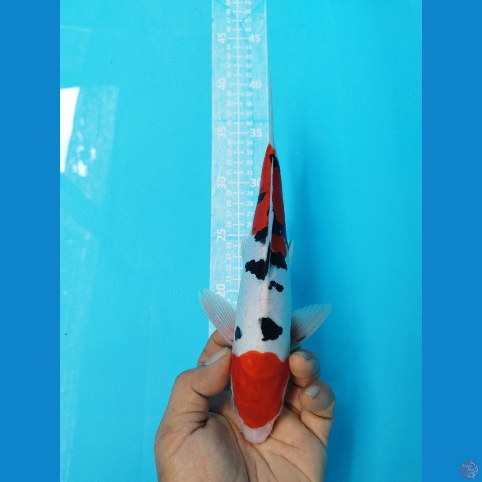DOITSU SANKE M27CM