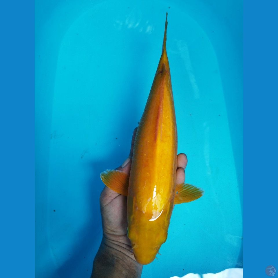 SIZE 42CM KARASI MATAMERAH