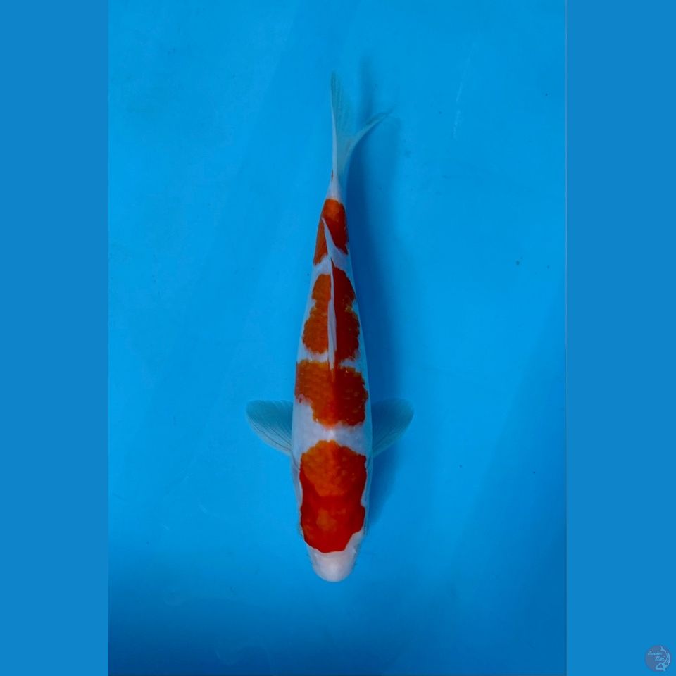 KOHAKU 27CM~original