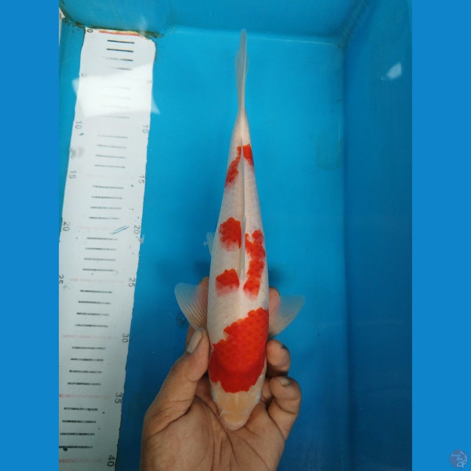 KOHAKU 31CM JANTAN