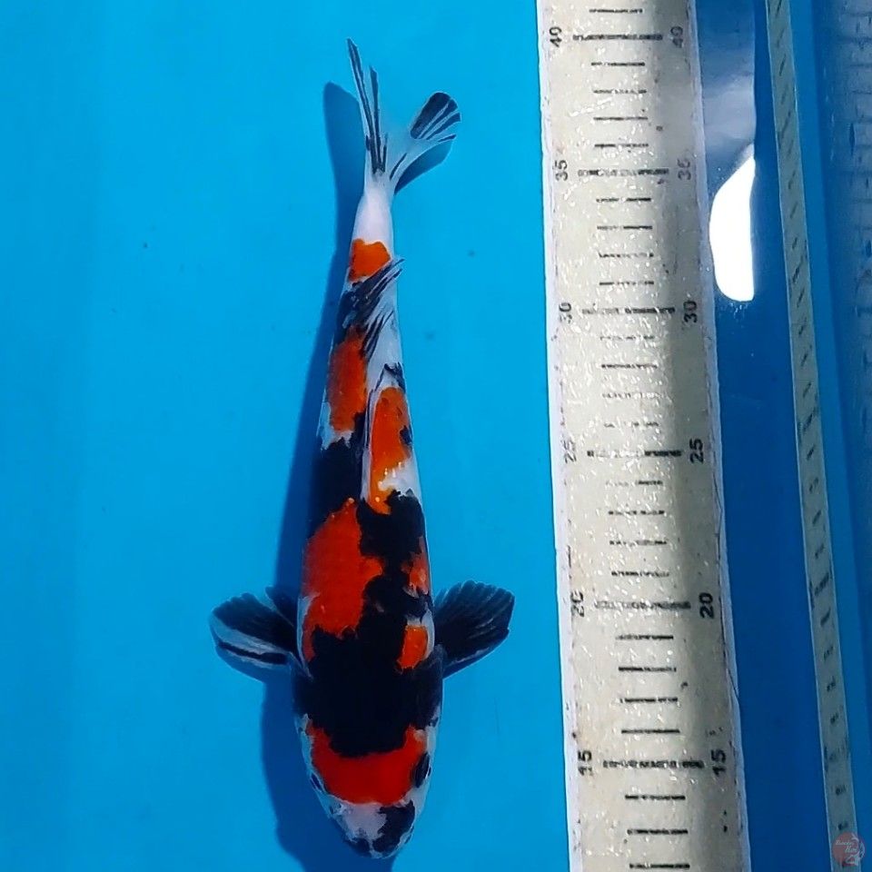 SHOWA 26 CM