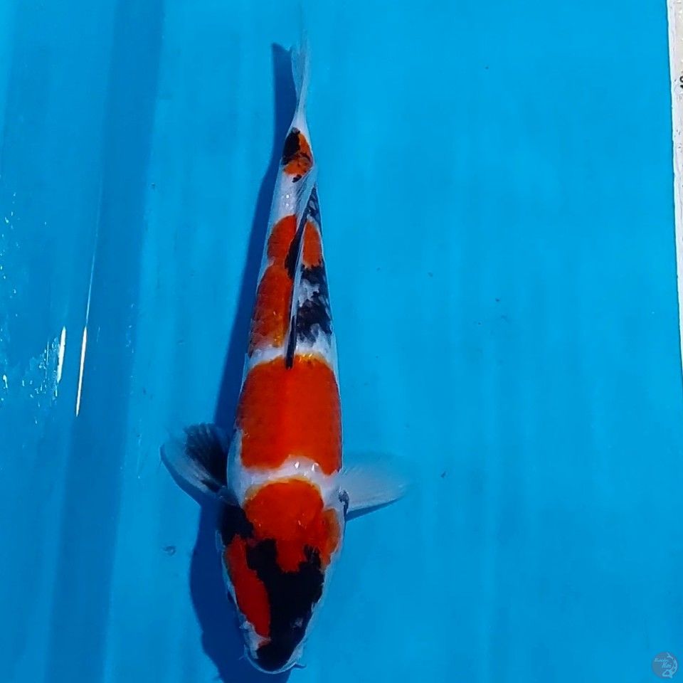 SHOWA 27 CM