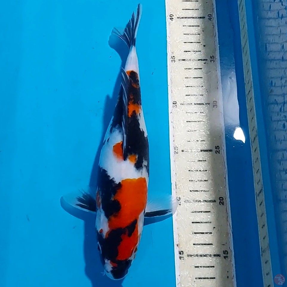 SHOWA 27 CM