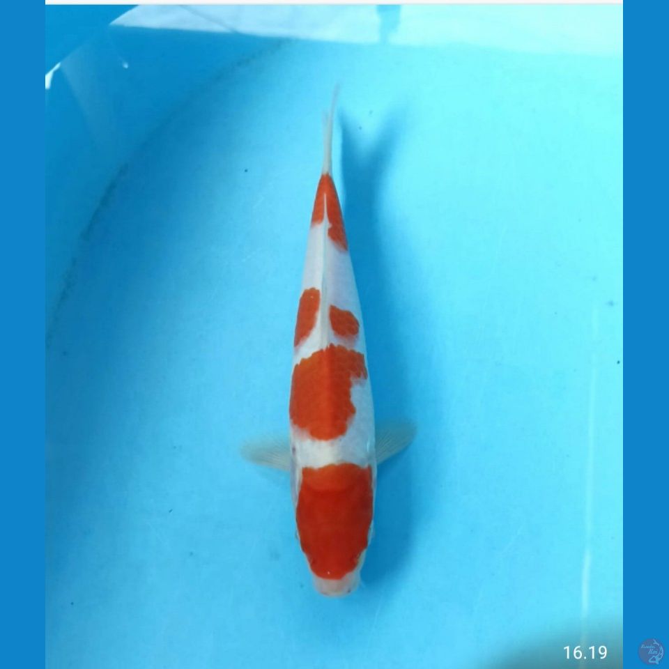 Kohaku 21cm